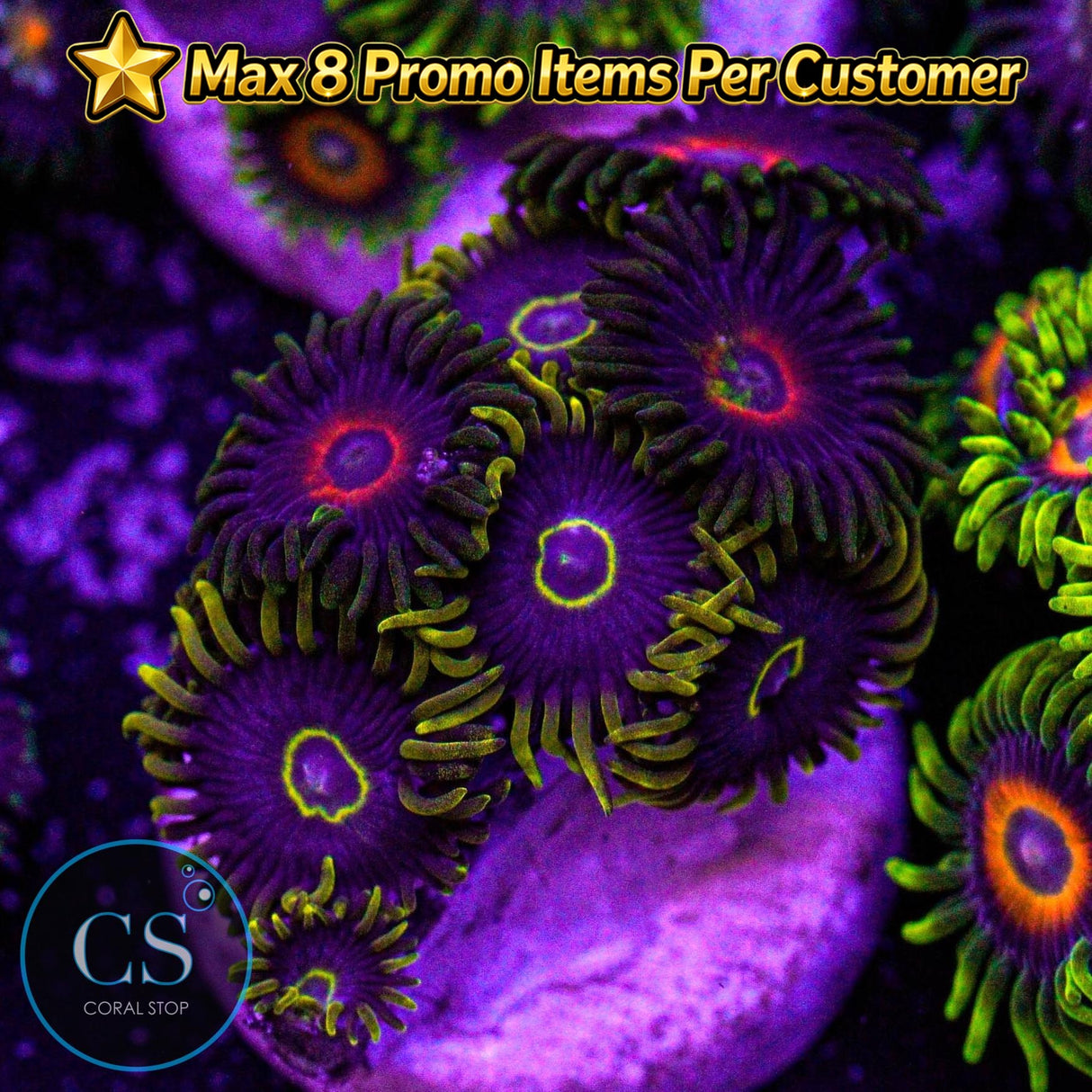 Hornet Combo Zoa