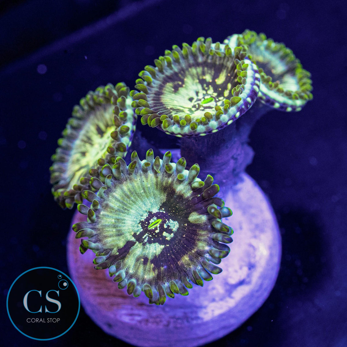 Hawaiian Ding Dang Zoa