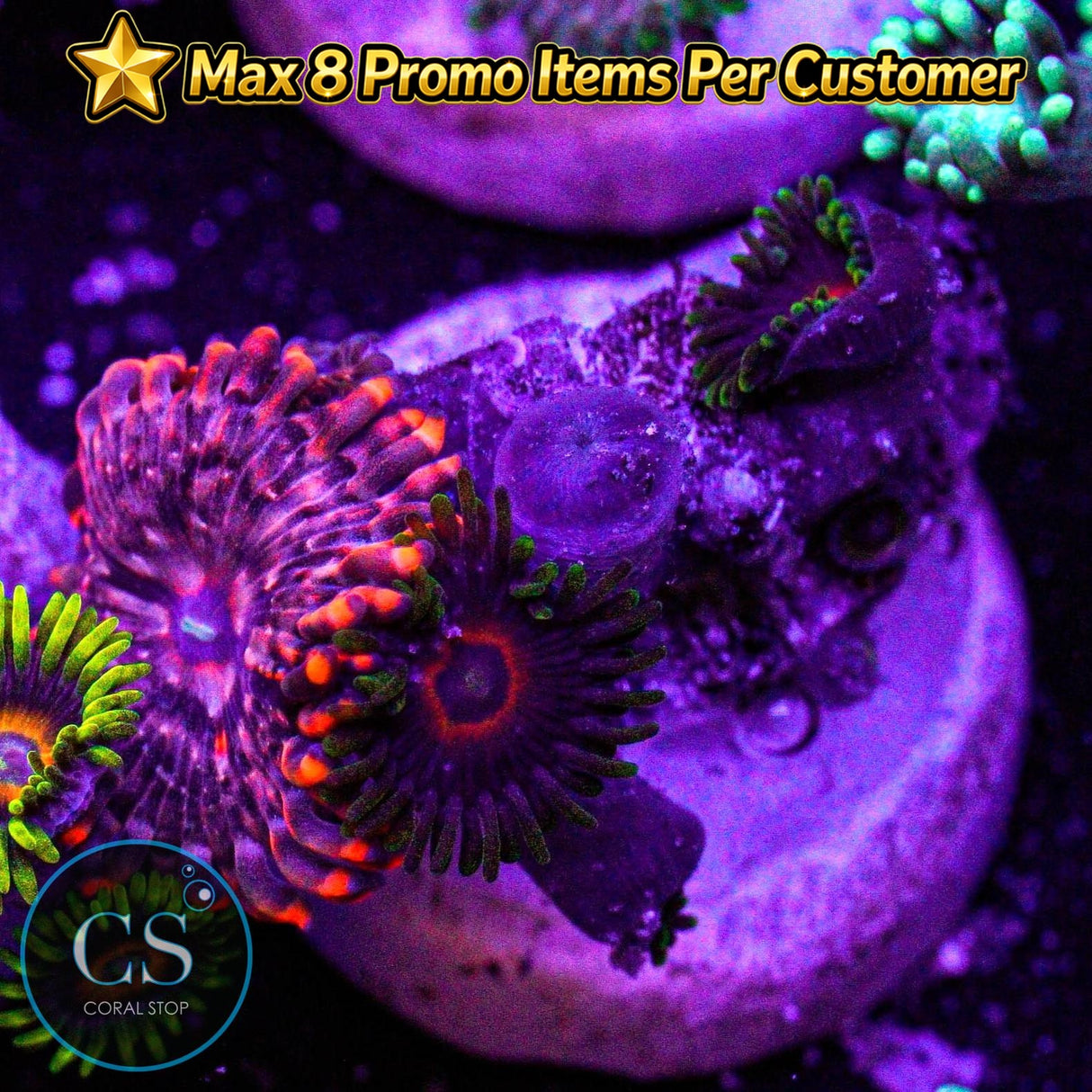 Combo Zoa