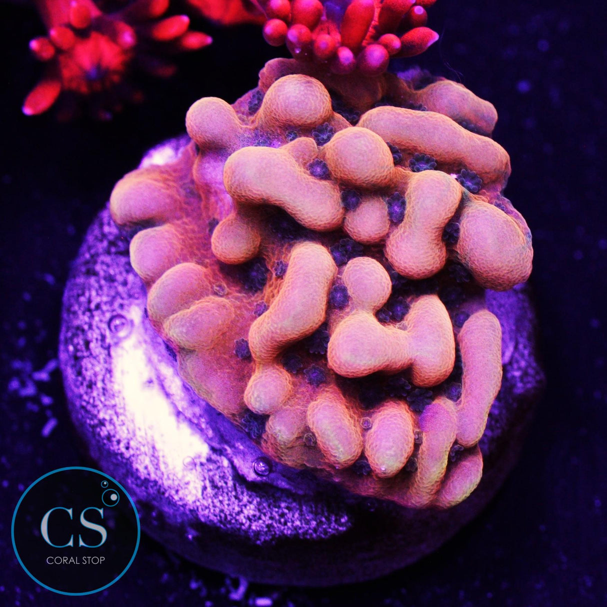 JF Altered Ego Monti