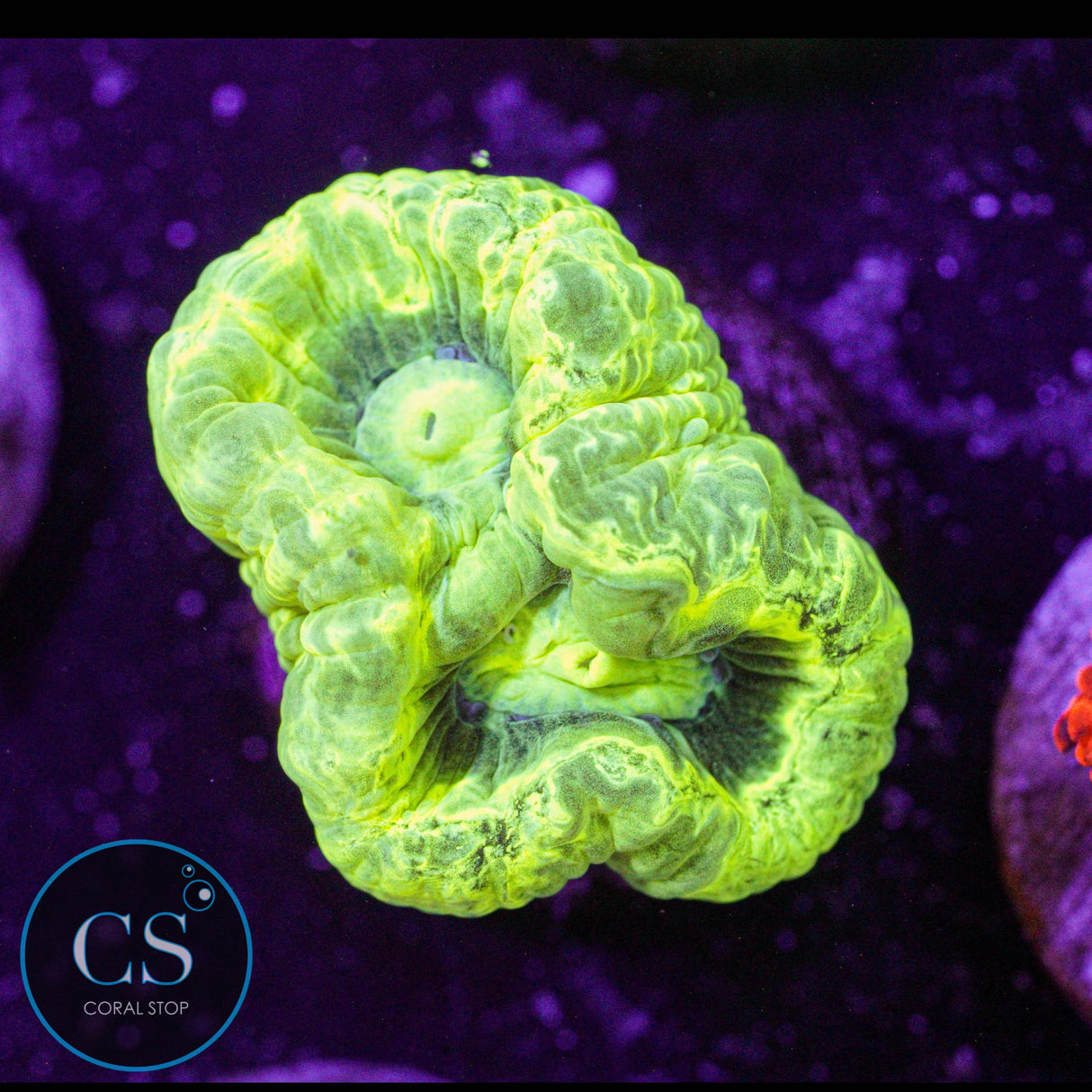 Kryptonite Candy Cane