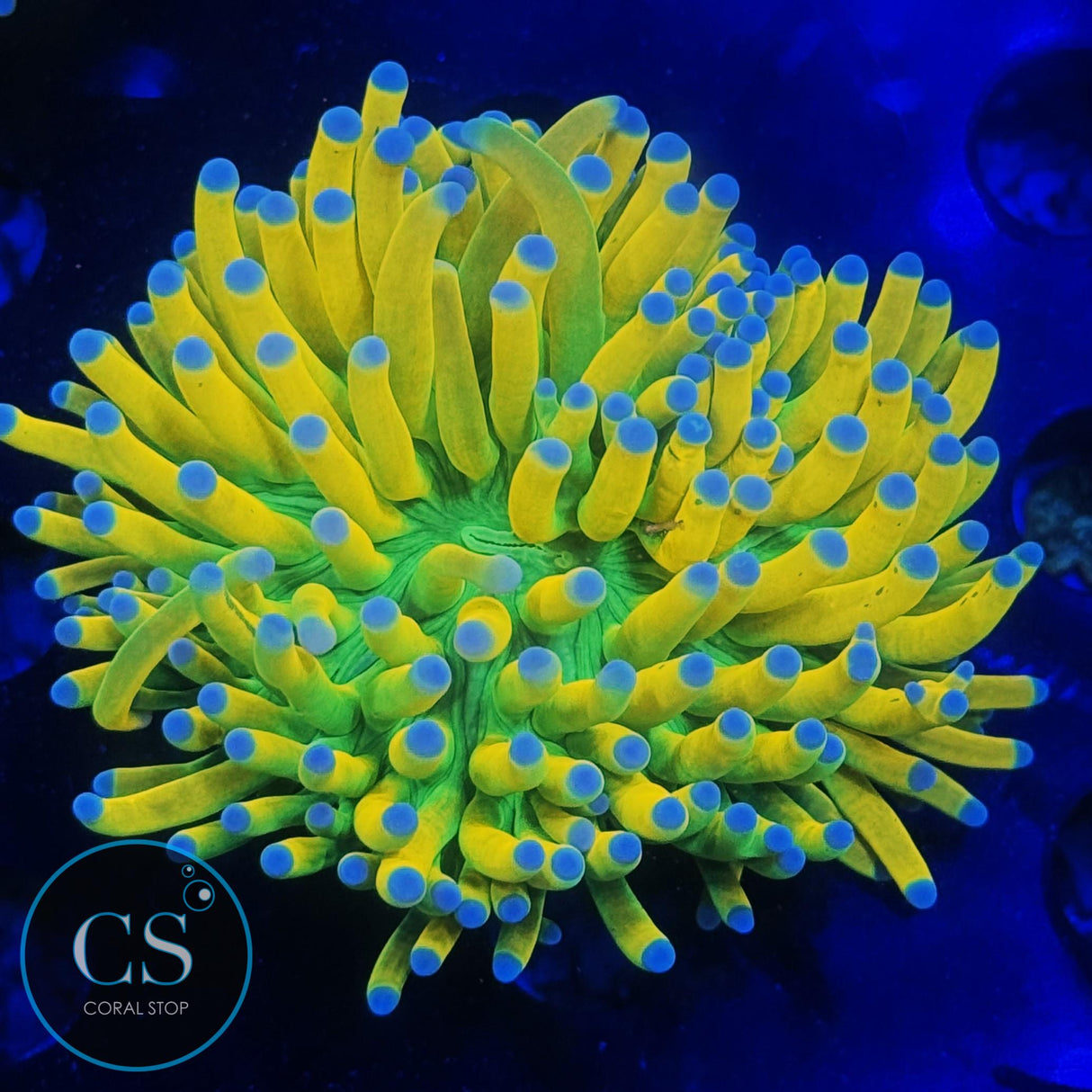 ULTIMATE BANANA GRAIL TORCH