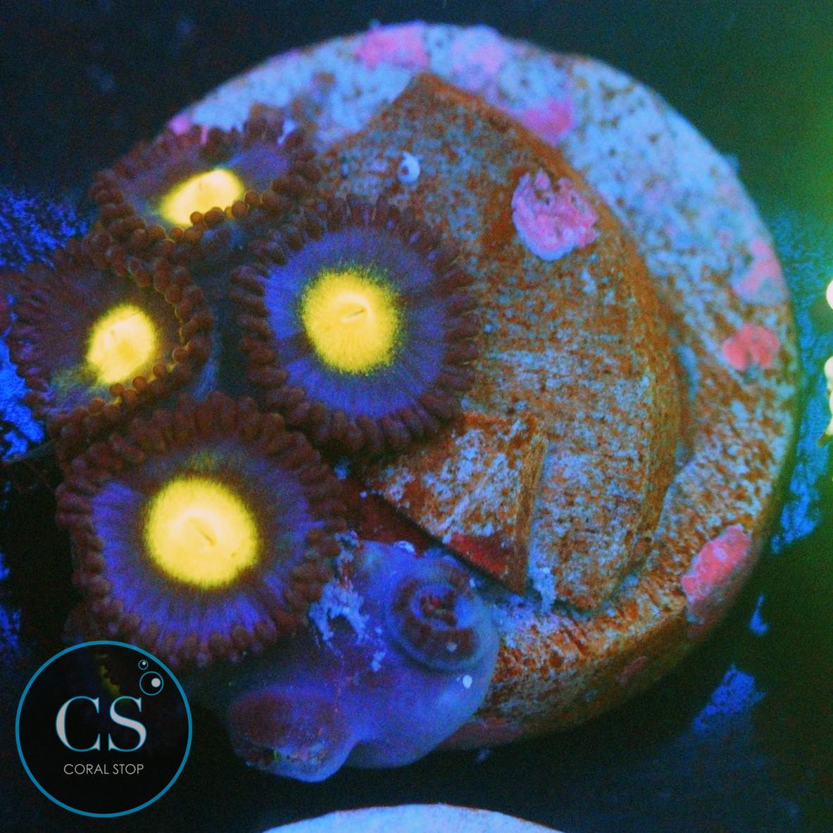 WWC AOI ZOA