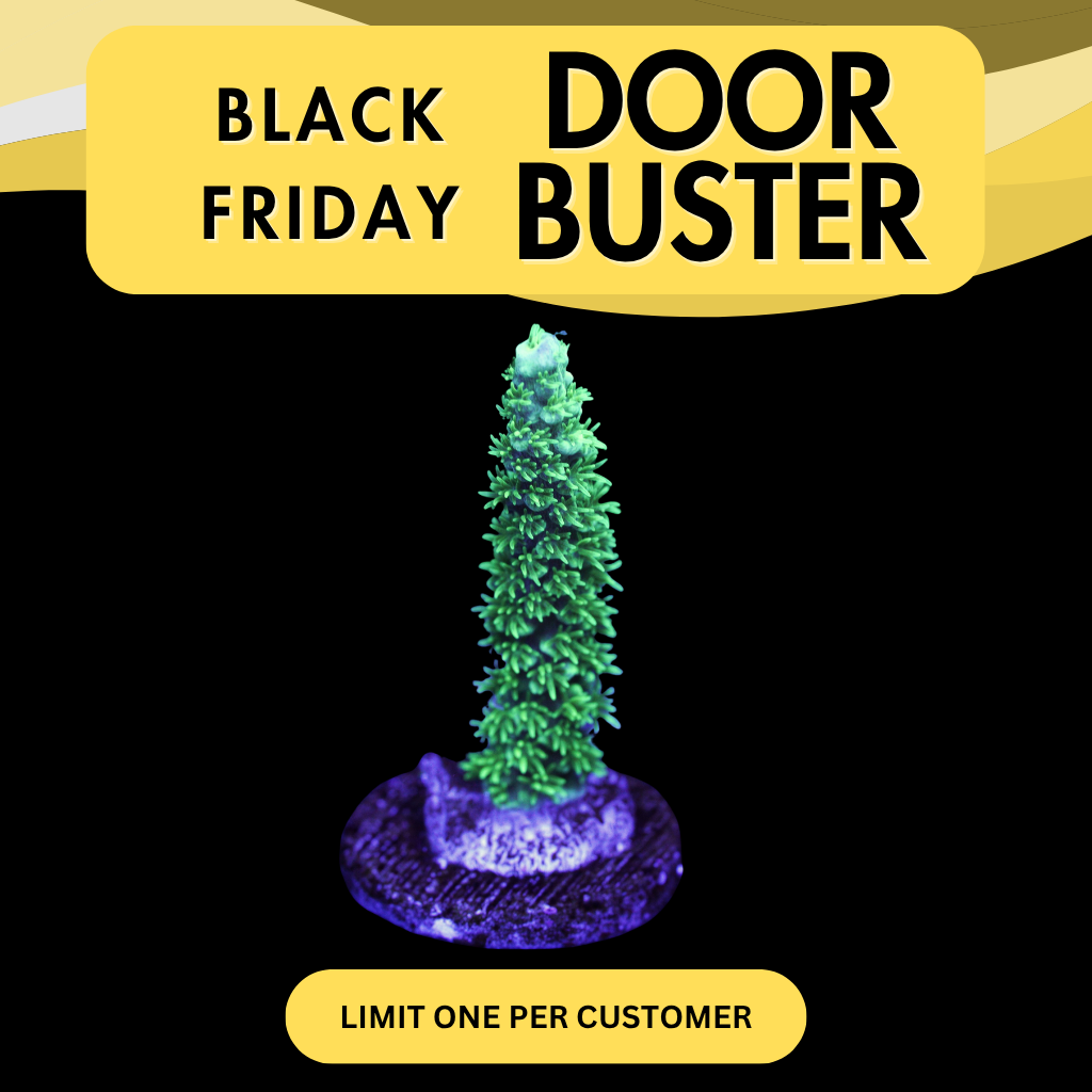BC GLOWSTICK ACROPORA - DOOR BUSTER