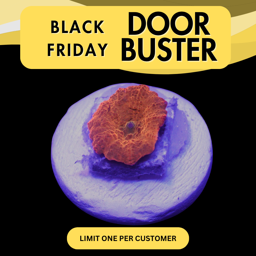 CANDY CRUSH JAWBREAKER MUSHROOM - DOOR BUSTER