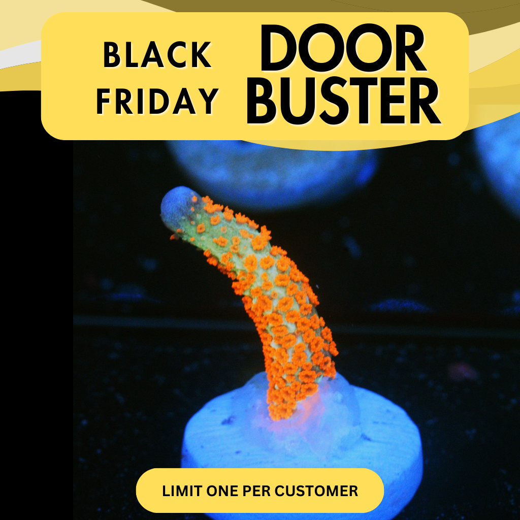 BUBBLEGUM DIGITATA - DOOR BUSTER