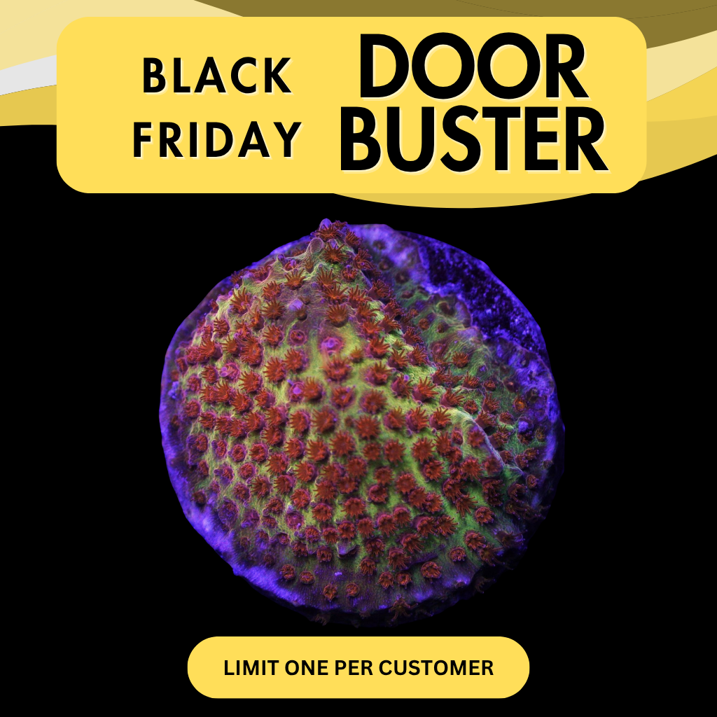 BURNING BANANA STYLO - DOOR BUSTER