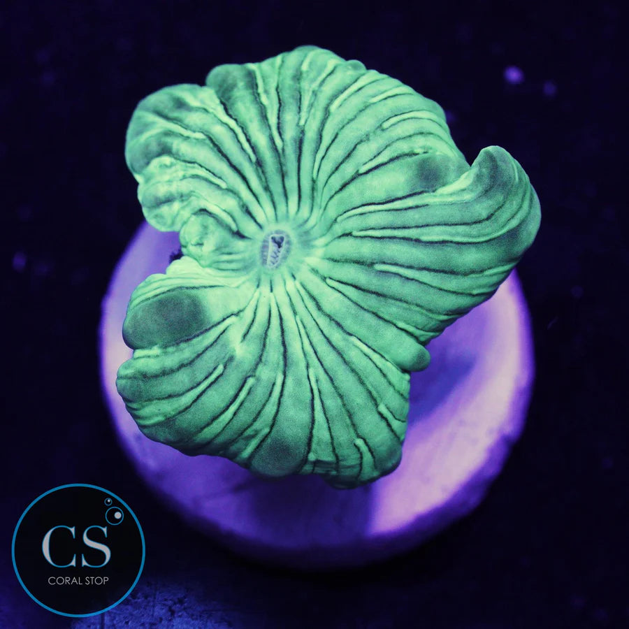 Baby Fox Coral - SUPER SALE