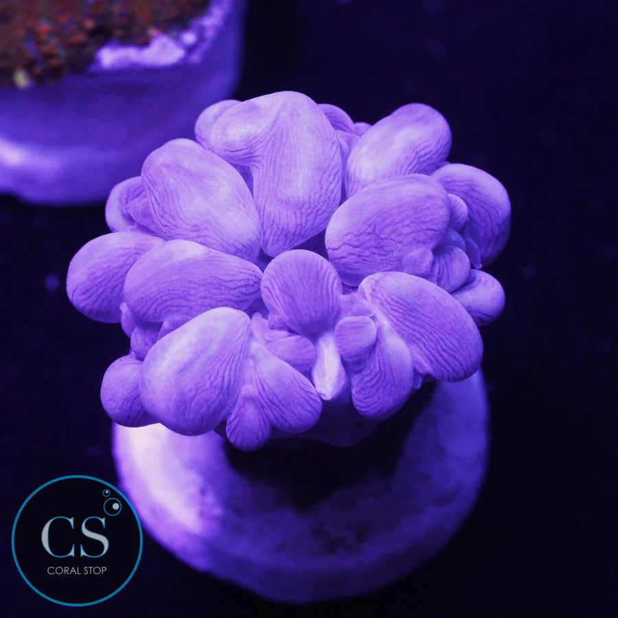 Rare Branch Bubble Coral - SUPER SALE