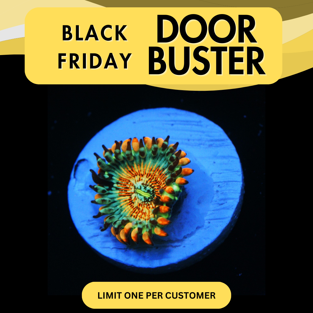 WHITE ZOMBIES ZOA - DOOR BUSTER