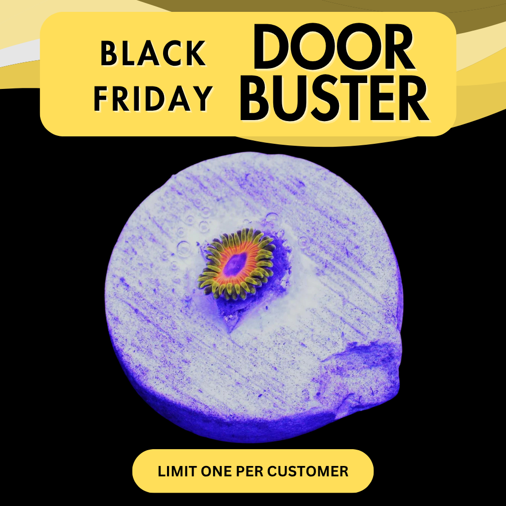 GREAT OWL ZOA - DOOR BUSTER