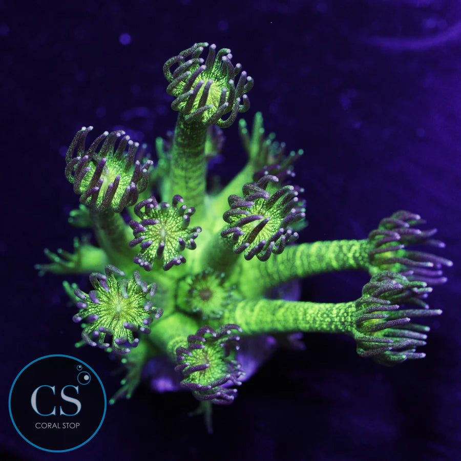 Glitter Bomb Goniopora - SUPER SALE