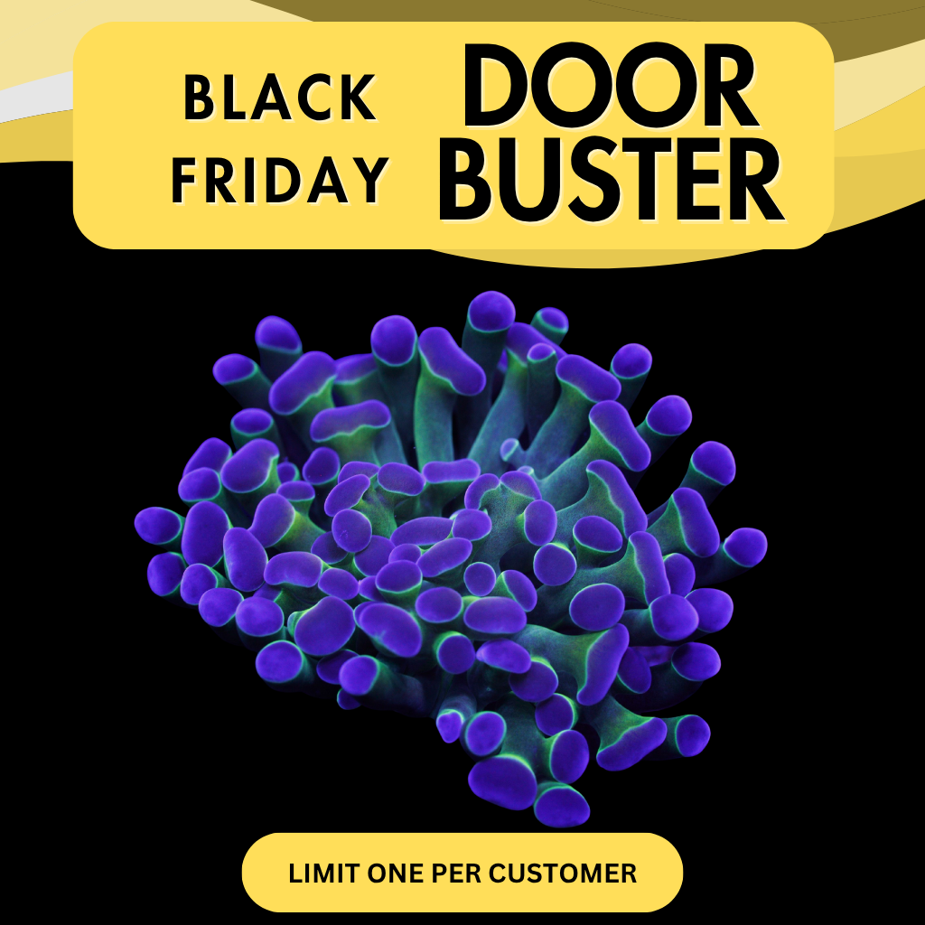 HOLOGRAM HAMMER- DOOR BUSTER