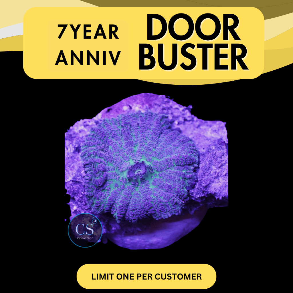 RARE BLUE RHODACTIS - DOOR BUSTER