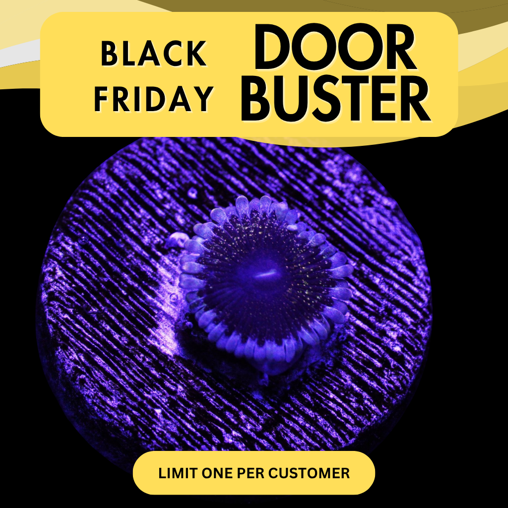 SOLAR CIRCUS ZOA - DOOR BUSTER