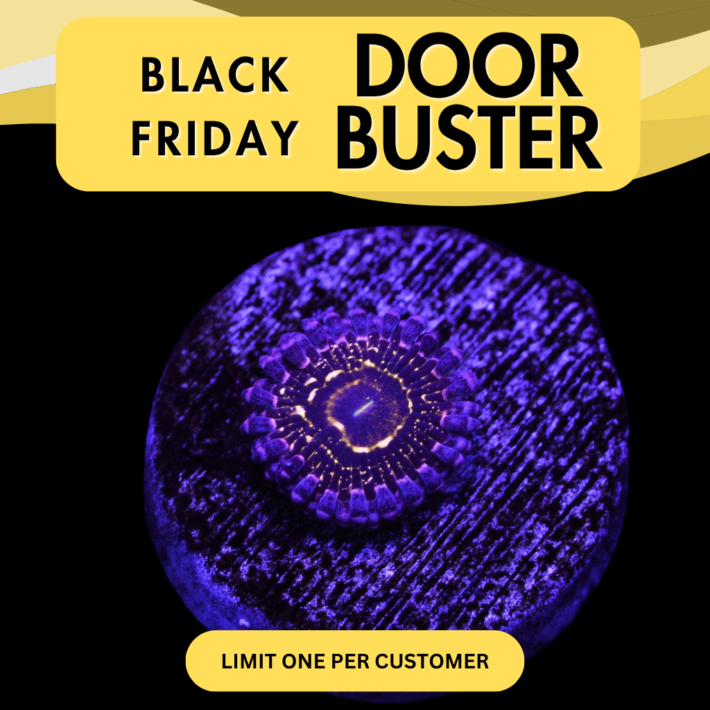 STRATOSPHERE ZOA - DOOR BUSTER