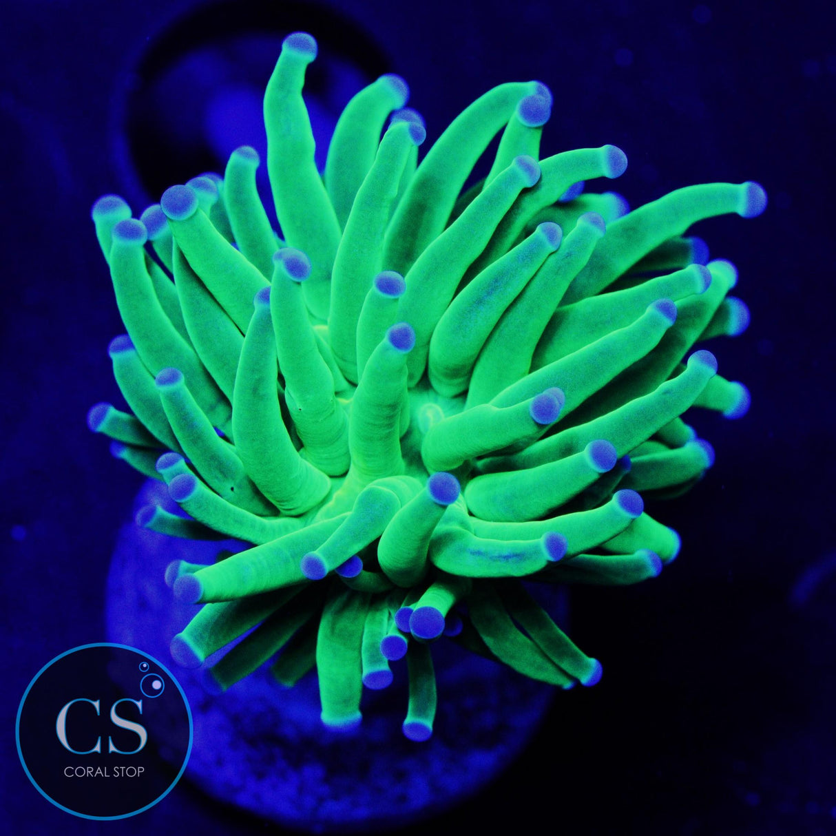 TODD'S TORCH - SUPER SALE