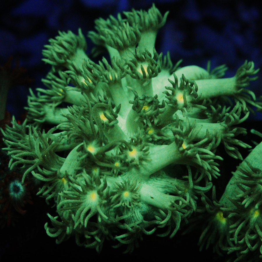 Green Highlight Goniopora