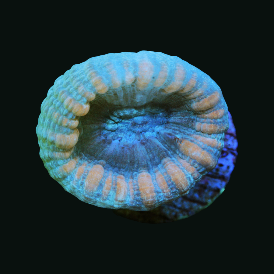 Purple Candy Cane (Featured On ReefBuilders)
