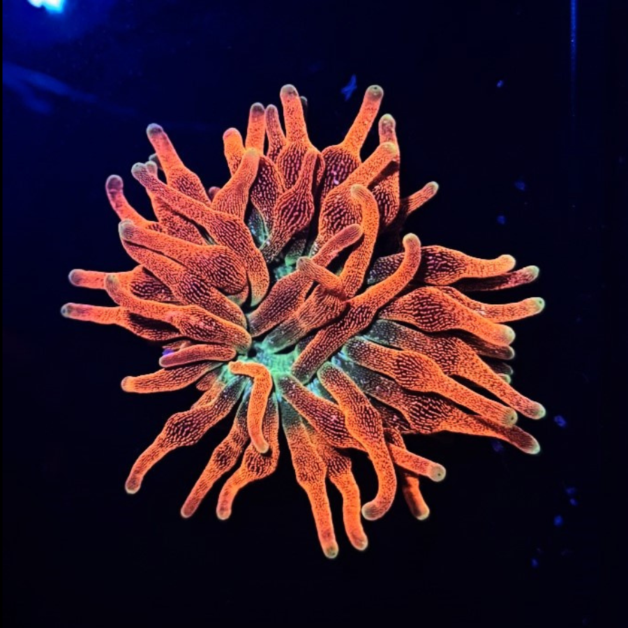 Rainbow Bubble Tip Anemone