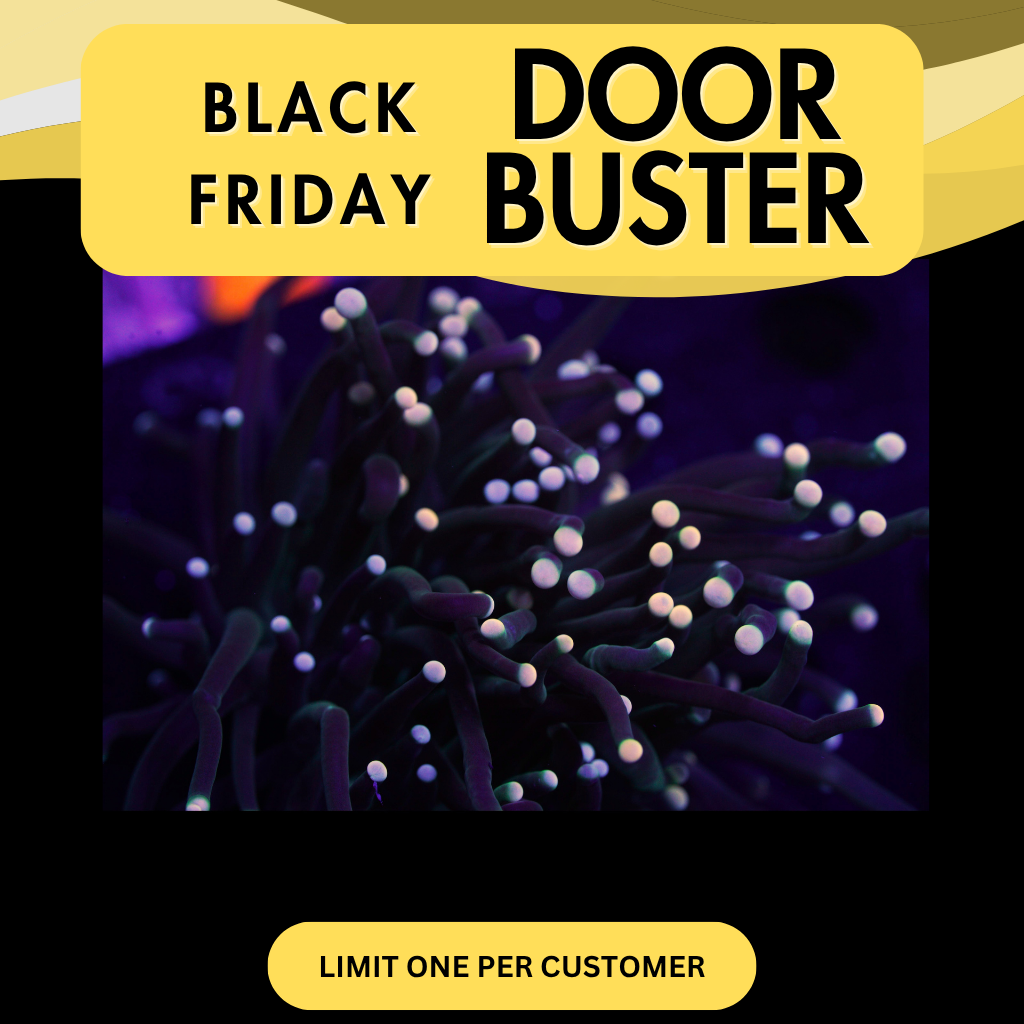 YELLOWISH TIP TORCH - DOOR BUSTER