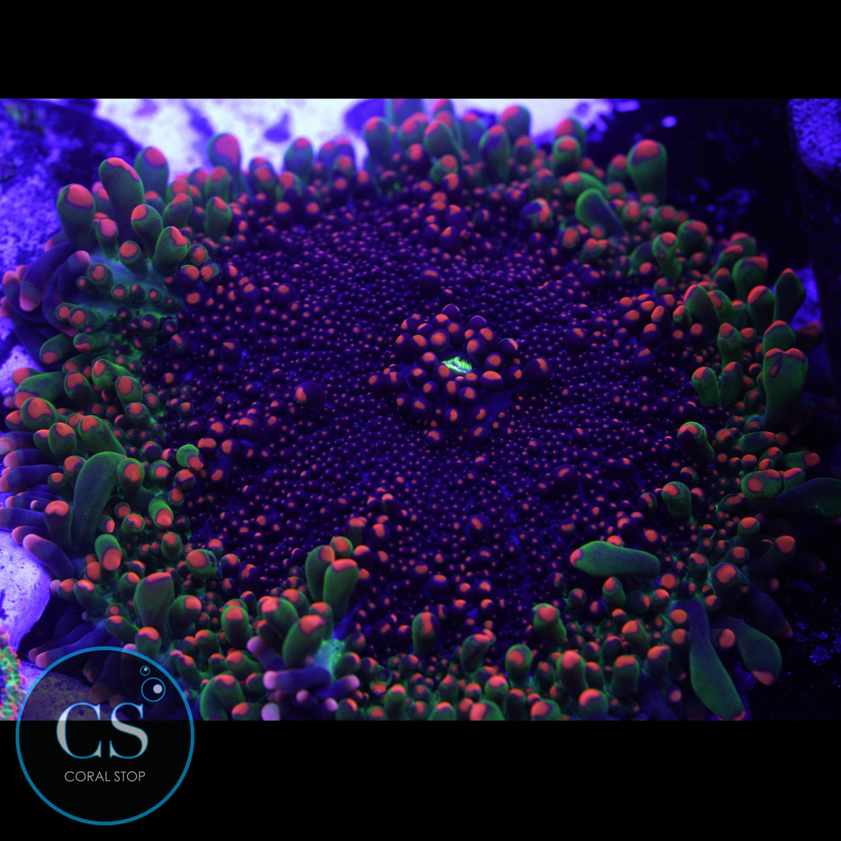 4" Momma Godzilla Bounce Mushroom