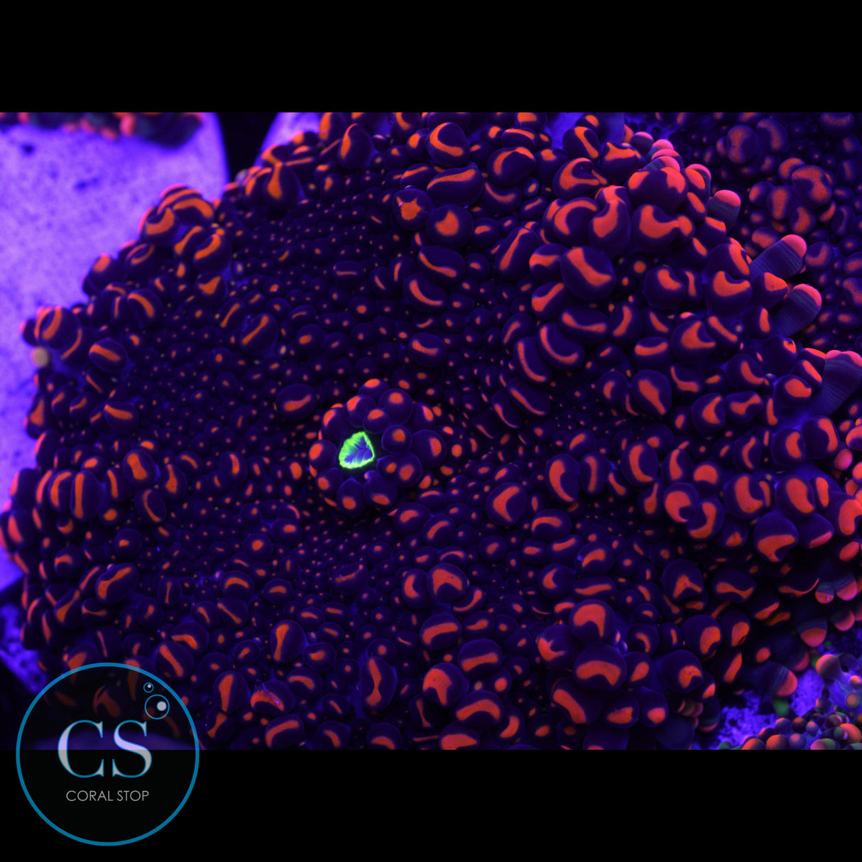 4" Momma Dough Boy Bounce Mushroom