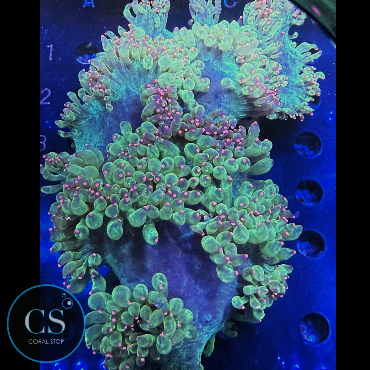 6"+ PINK TIP ELEGANCE CORAL