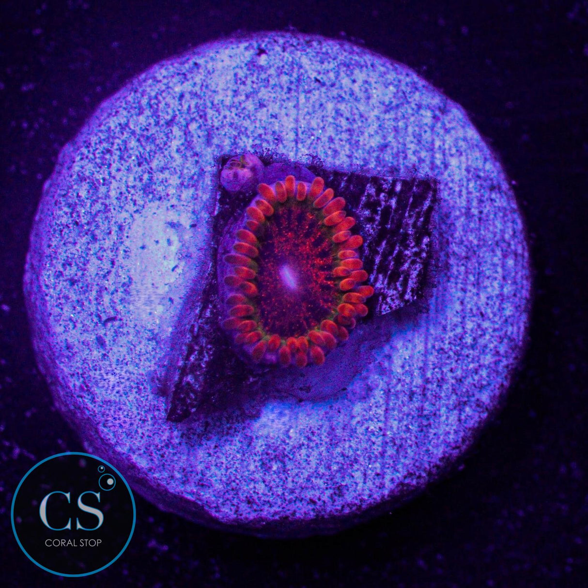 Speckled Krakatoa Zoa