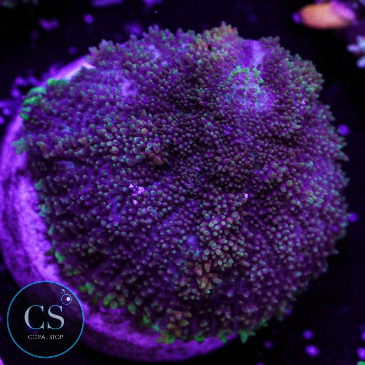 CS Midnight Embers Mushroom