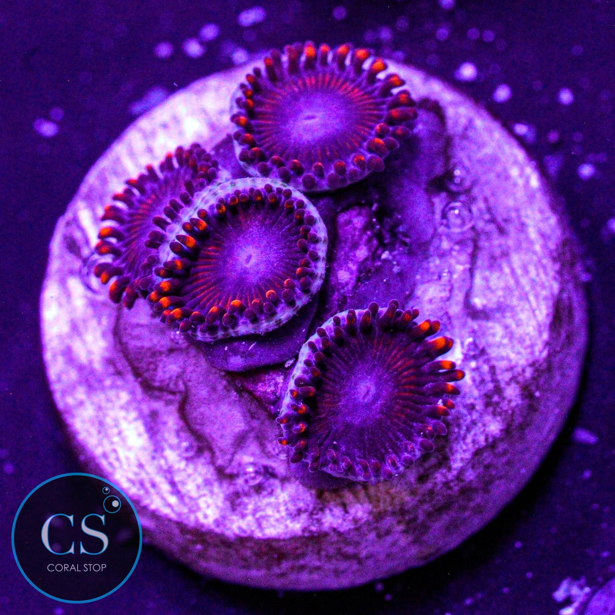 WWC Twizzlers Zoa