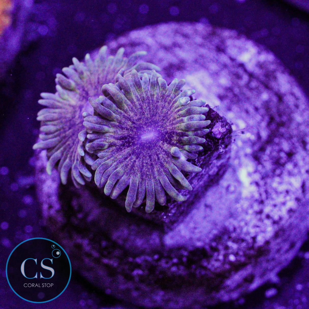 IA Meteor Dust Zoa