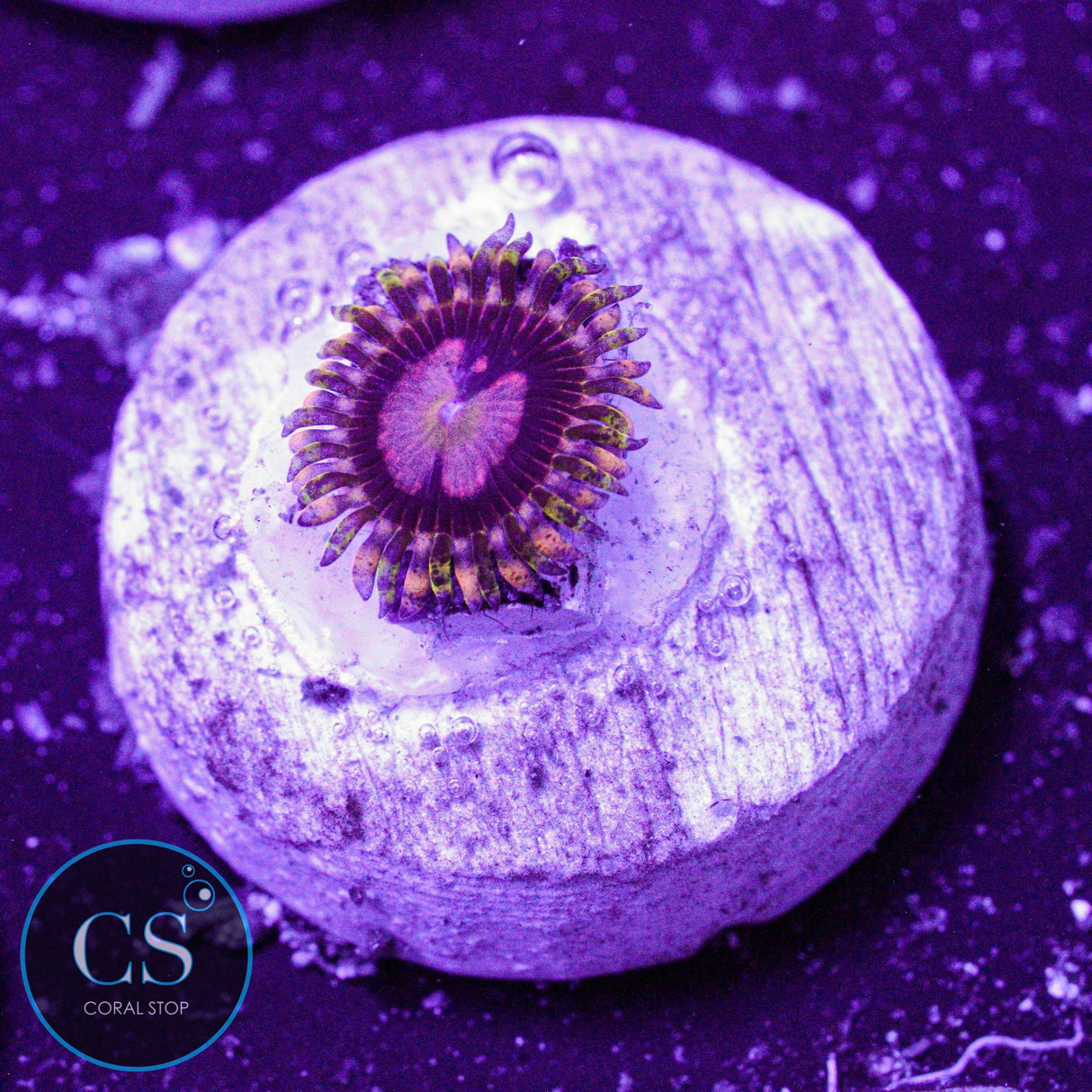 Big R Space Chaos Zoa
