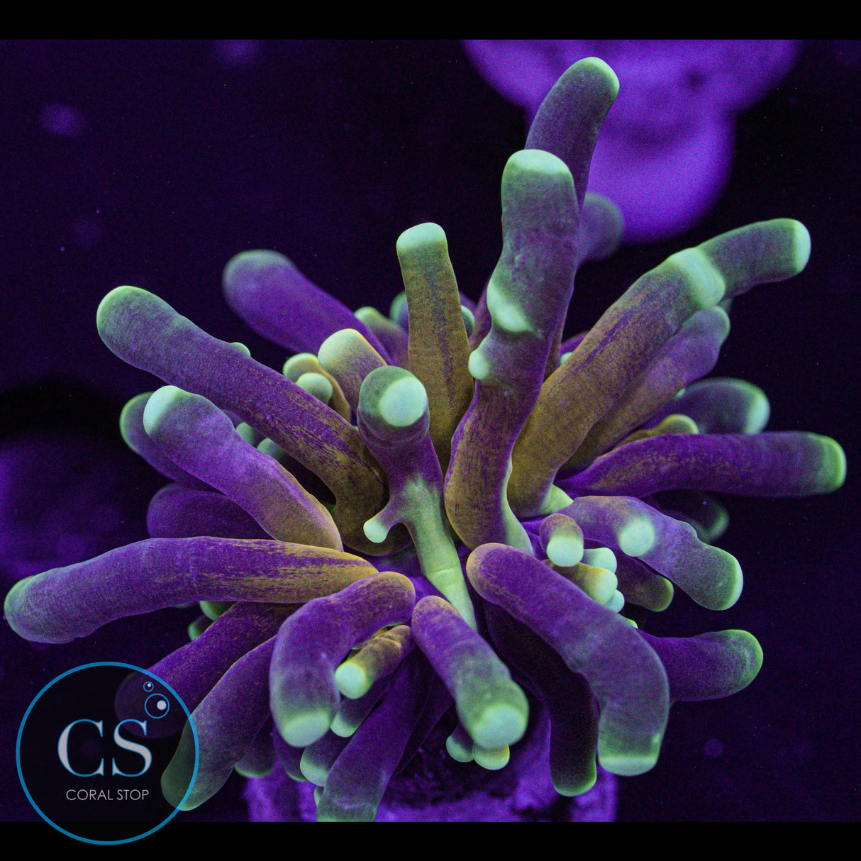 Green Tip Tiger Torch