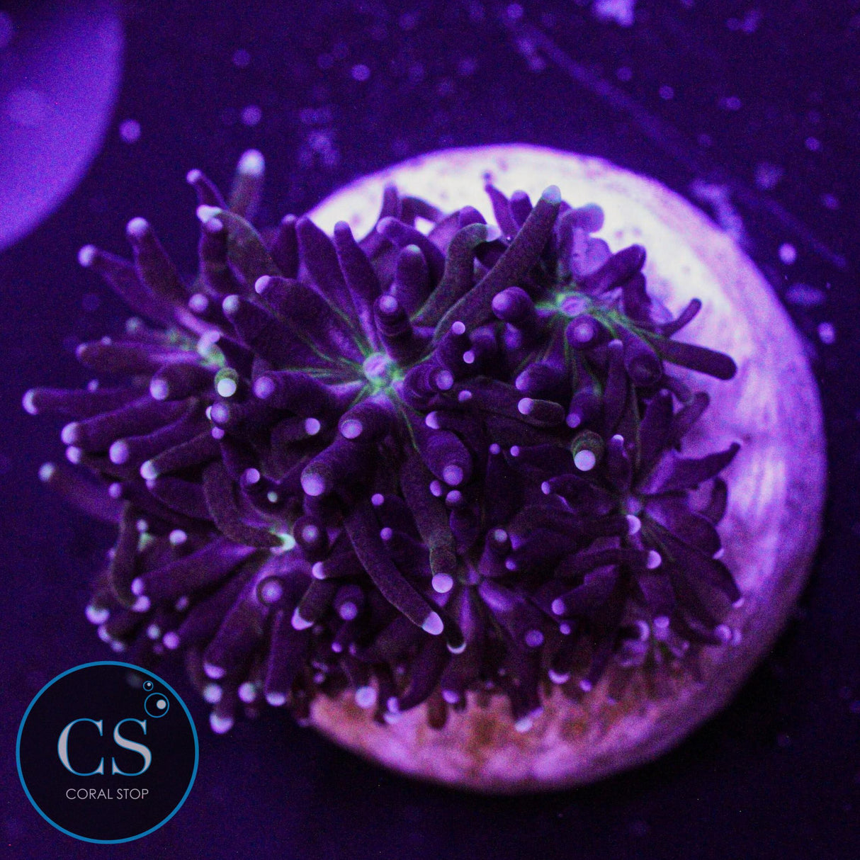 Bicolor Galaxea