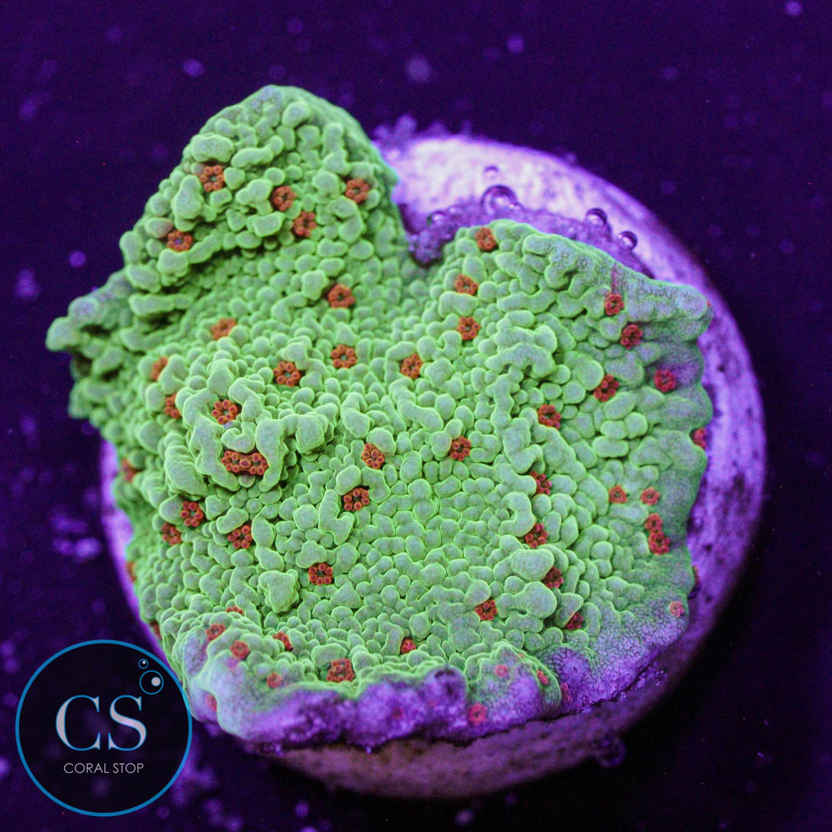 Seasons Greetings Montipora