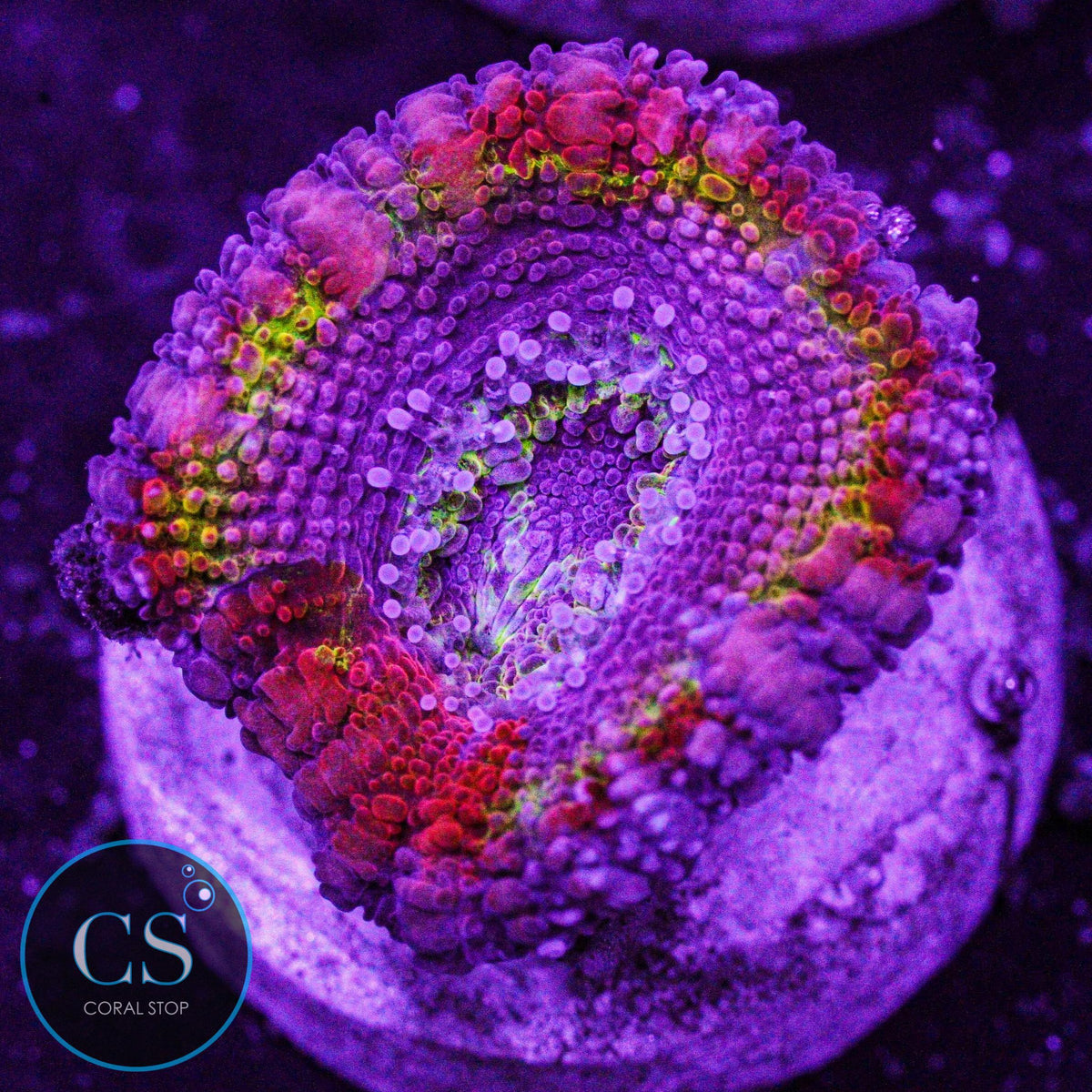 CS New Release Royal Flush Acan
