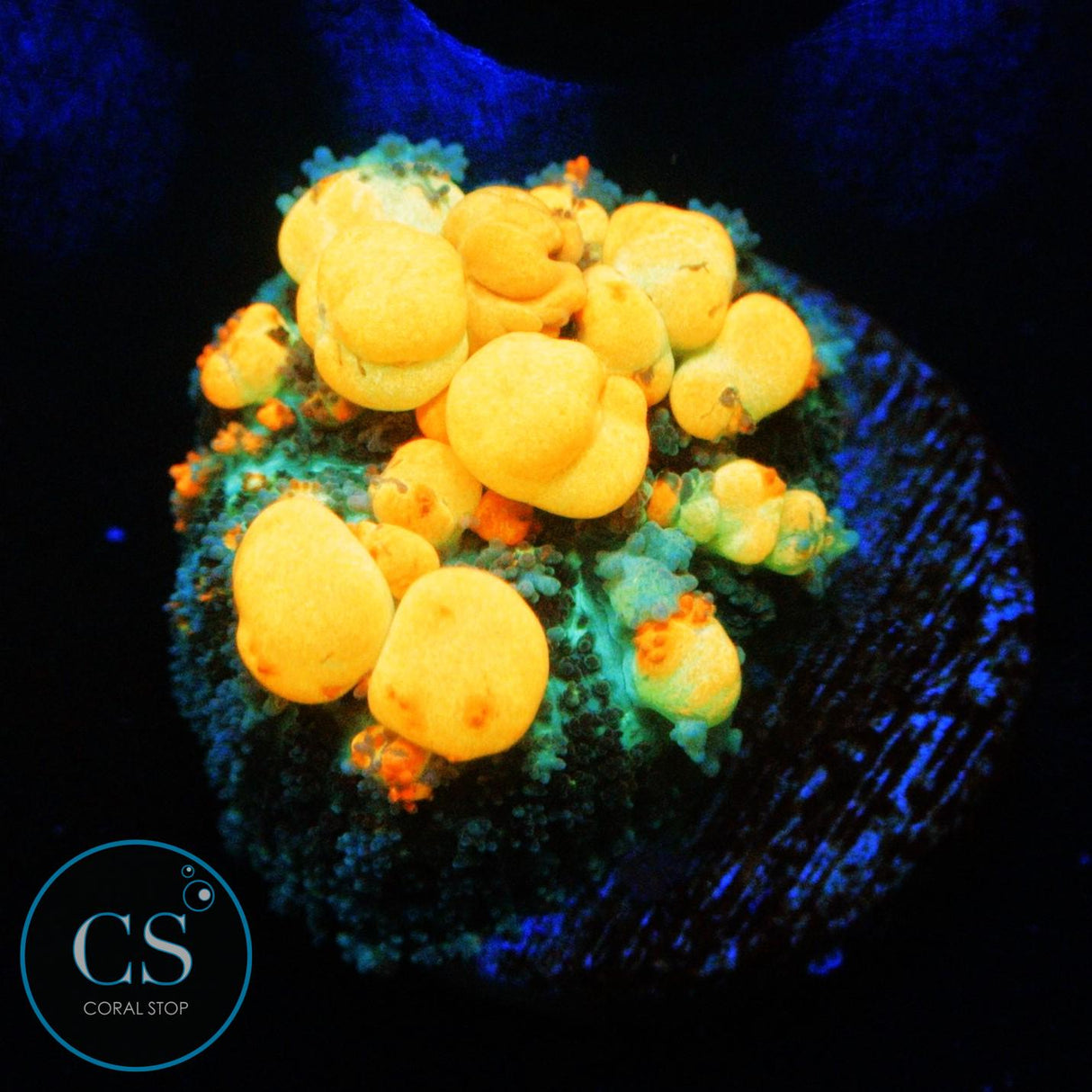 WWC OG BOUNCE MUSHROOM