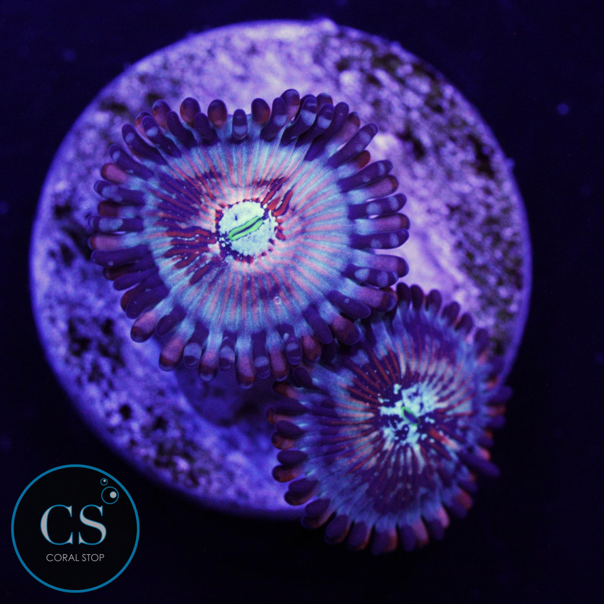 CB WHITE ZOMBIES ZOA