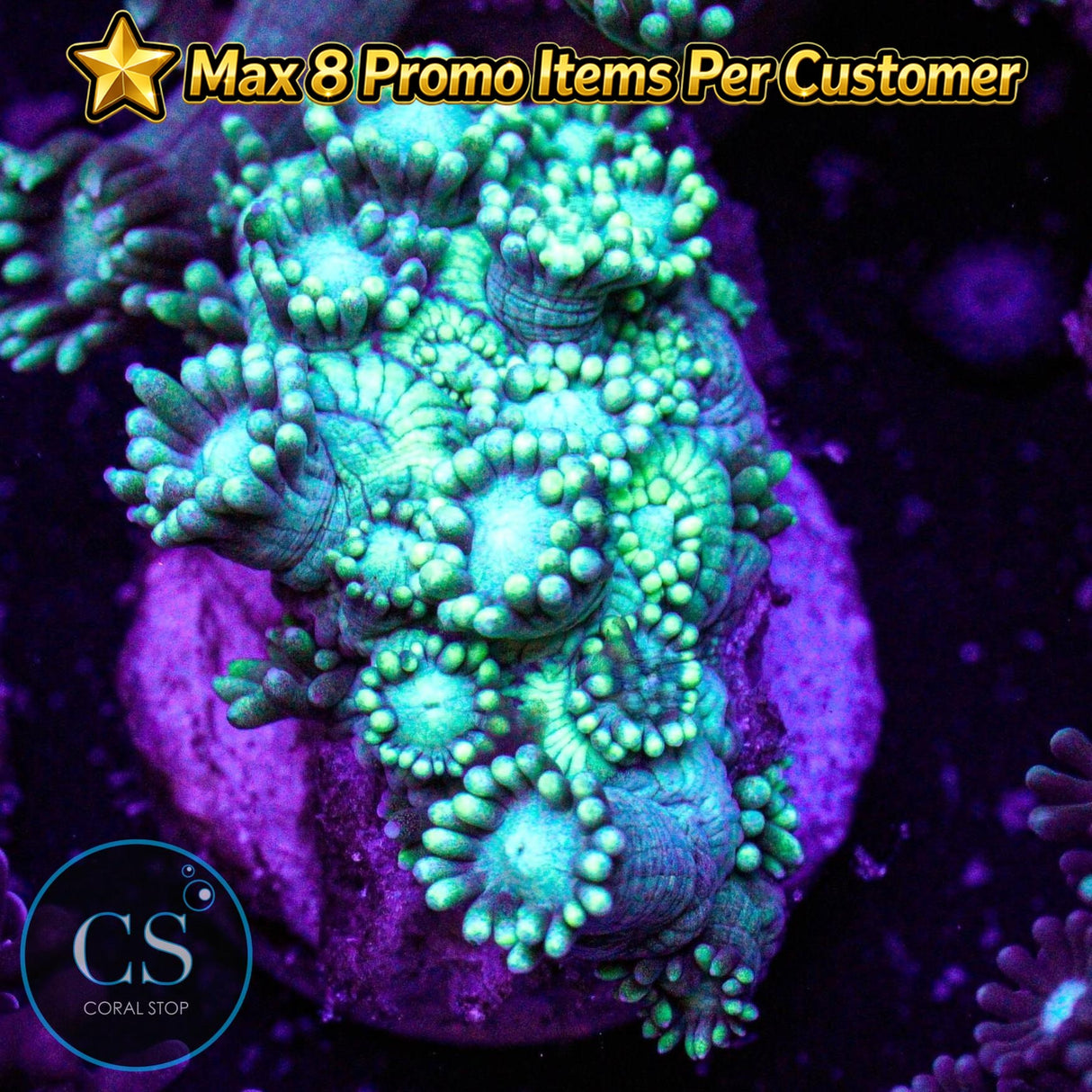 Green Highlight Goniopora