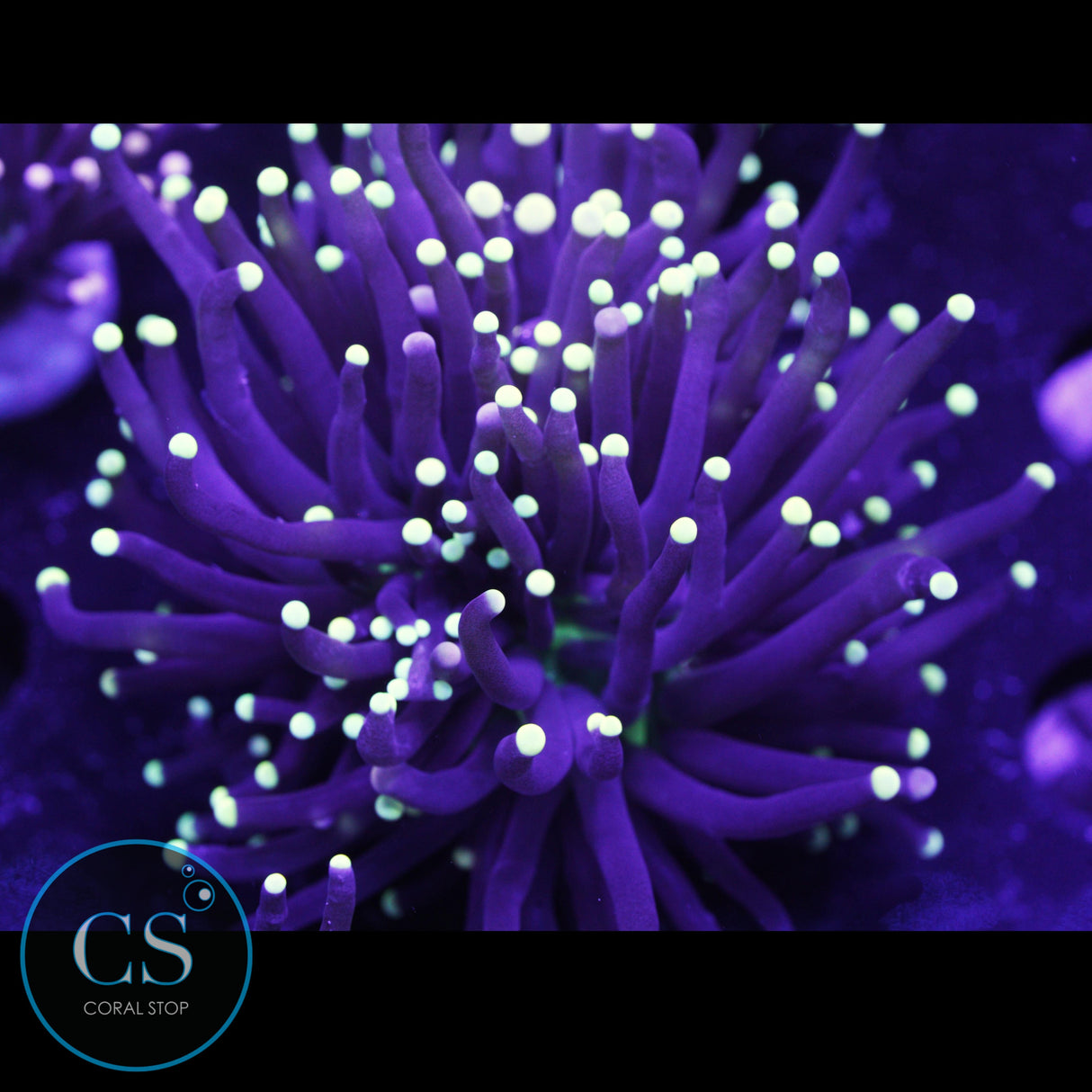 Yellow Tip Joker Torch