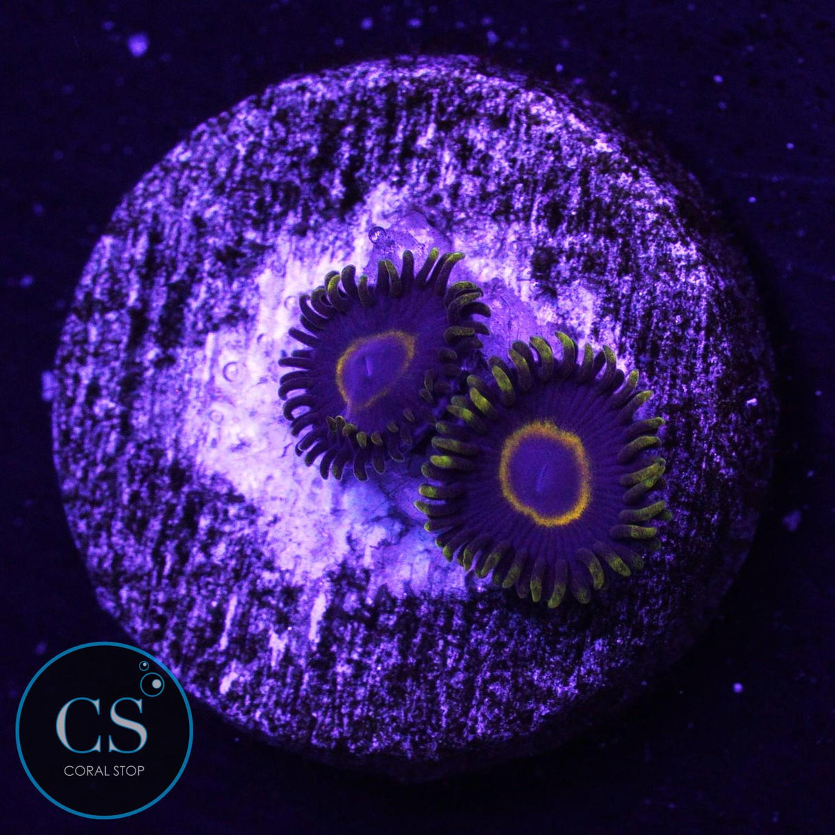 Purple Hornet Zoa