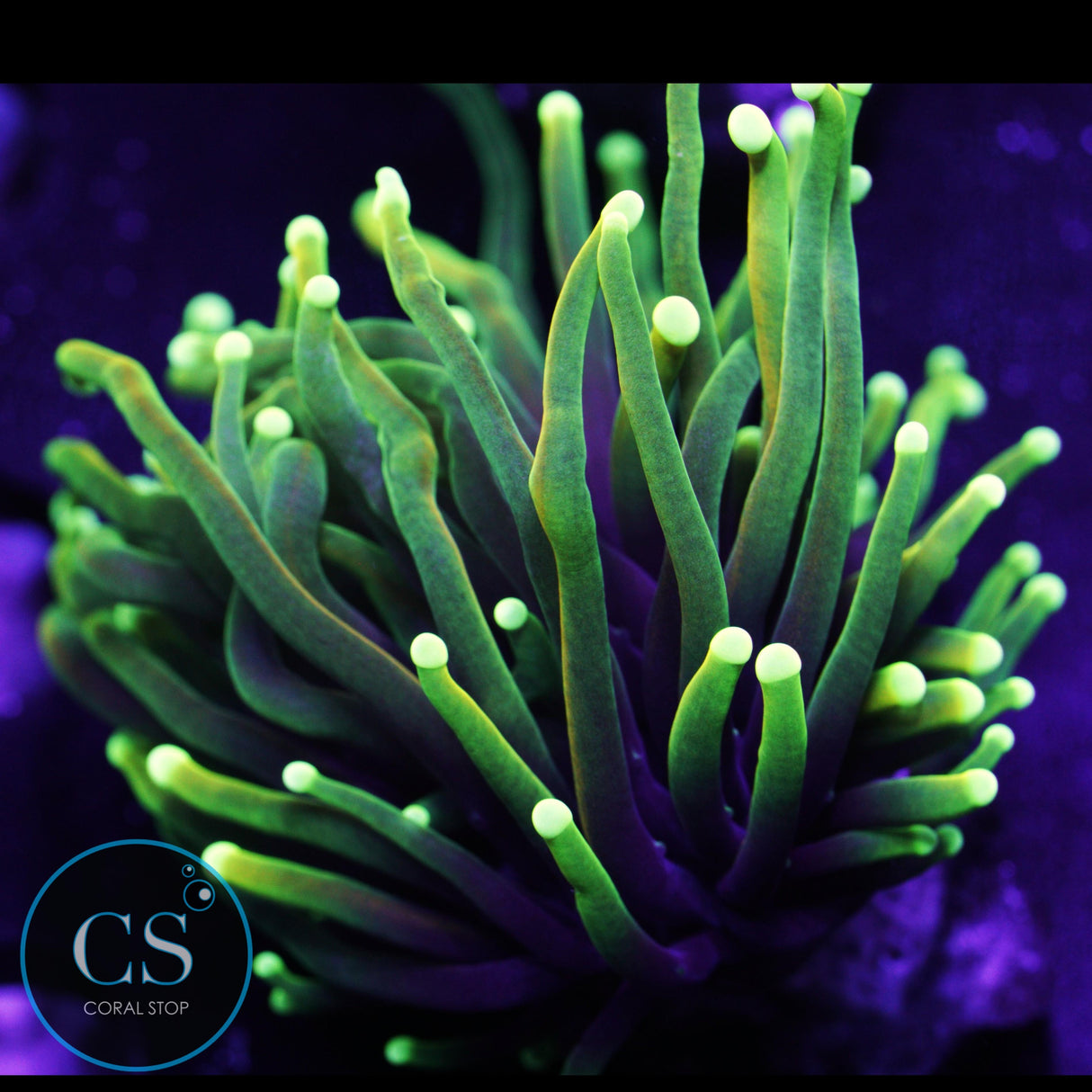 Dragon Soul Gold Torch