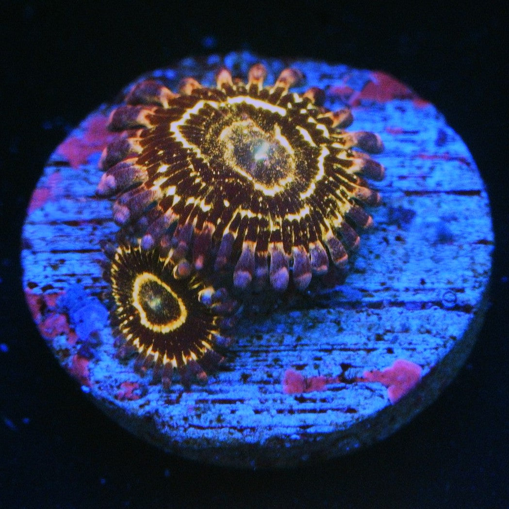 STRATOSPHERE ZOA