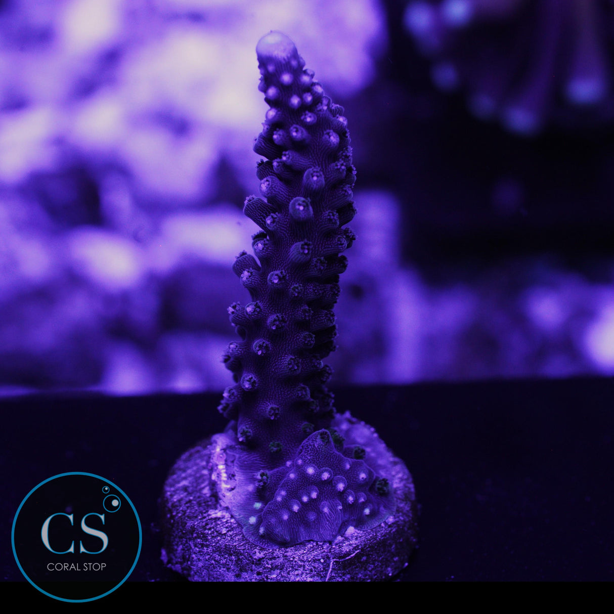 CC Blue Stag Acropora