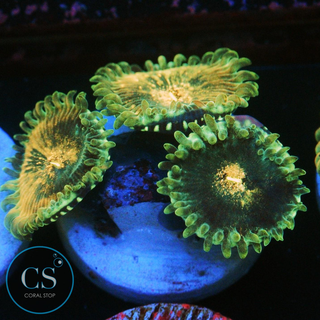 HAWAIIAN DING DANG ZOA