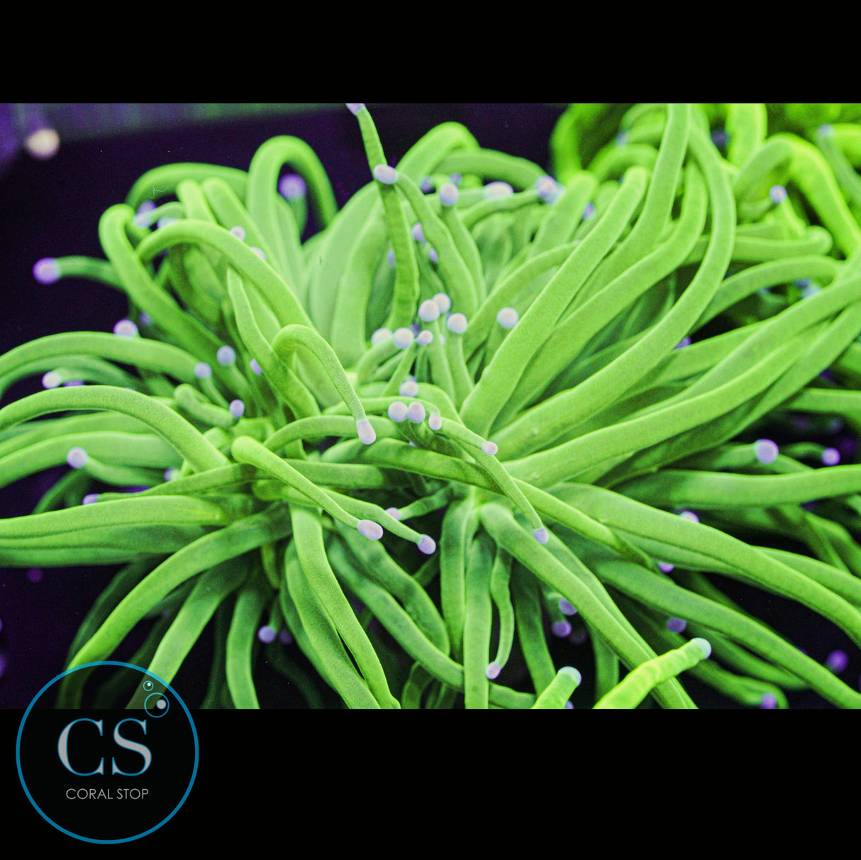 Two Head Todd's Torch