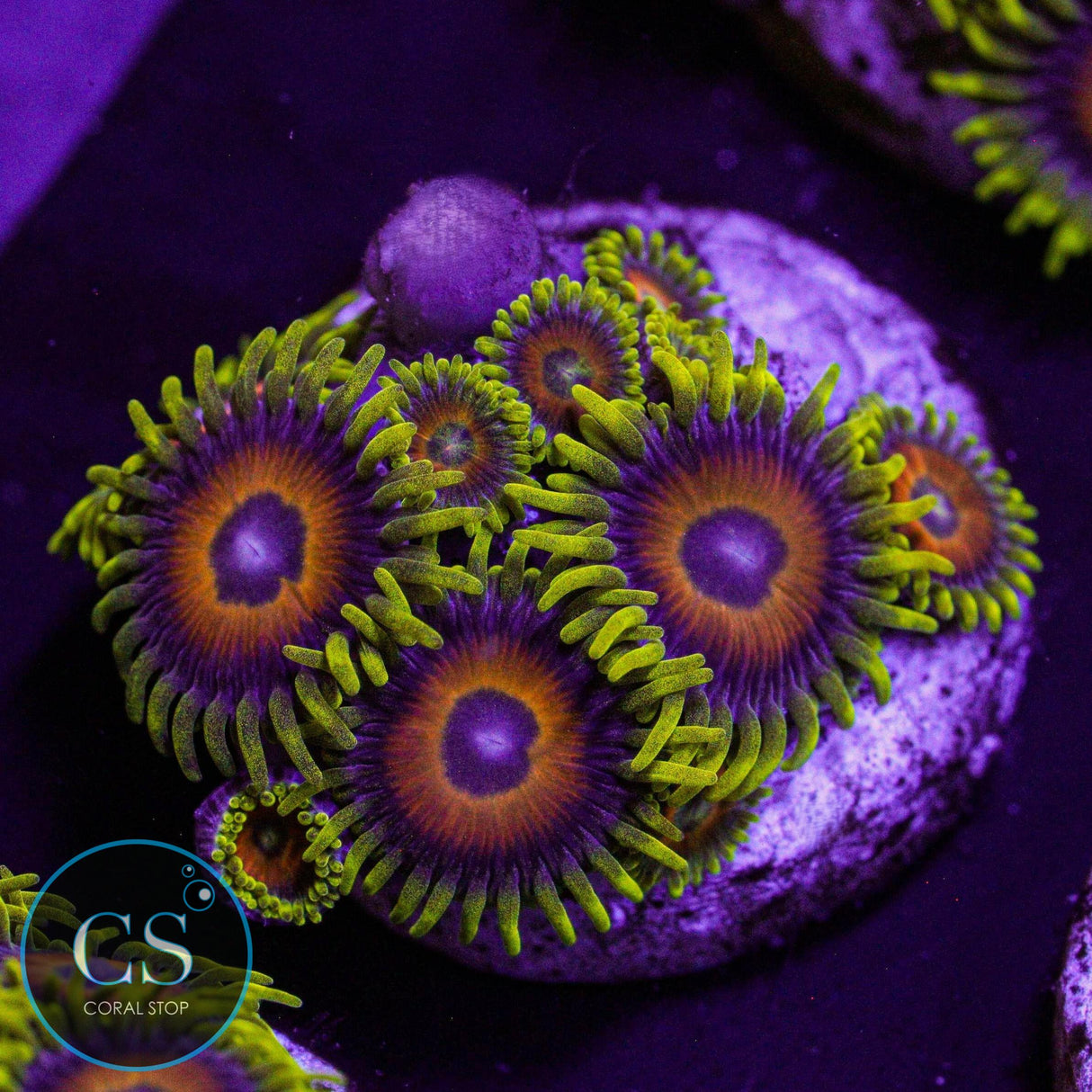 Lazy Lashes Zoa