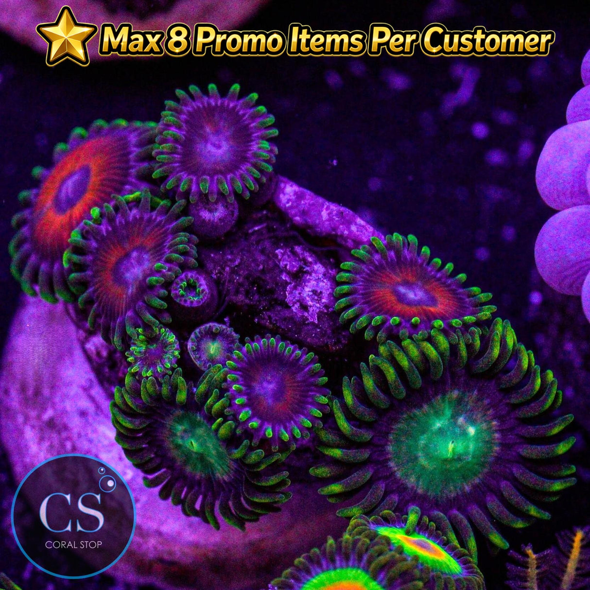 Combo Zoa