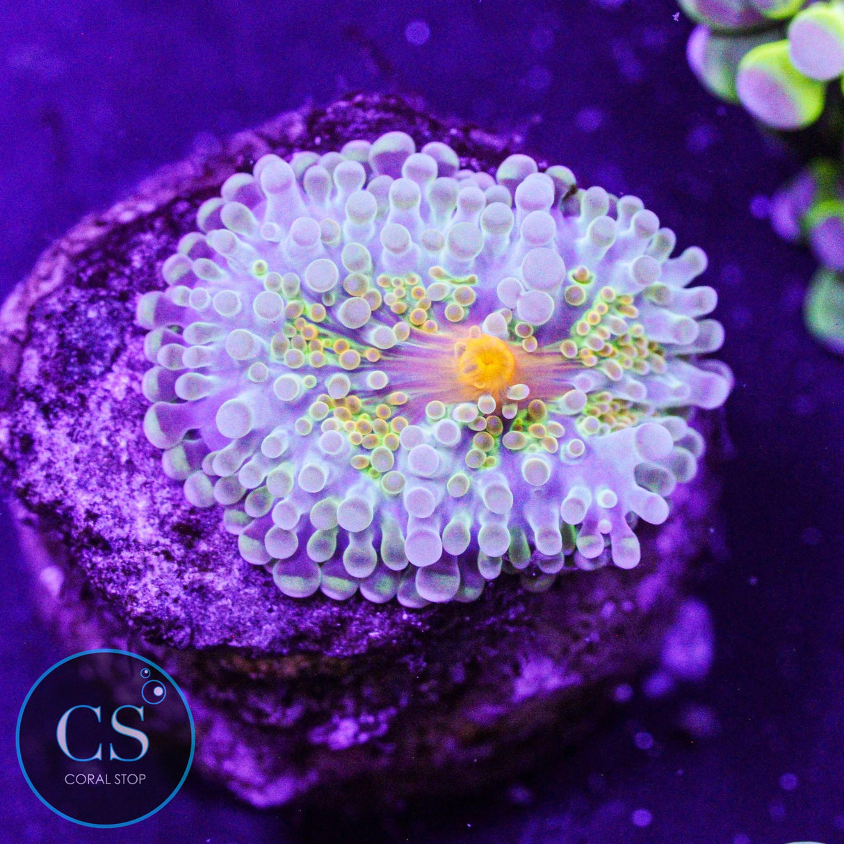 Rainbow Malaysian Yuma Mushroom
